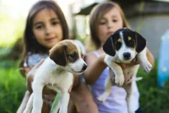 Children play with puppies. Children and puppies. Pets. Girls and puppies.