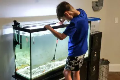 Responsible Gen z kid keeping large fish aquarium cleaned in people and pets from behind.
