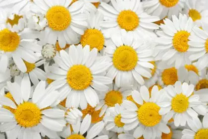 Chamomile flowers background. Natural herbal treatment.