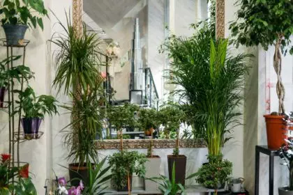 Garden room, Biophilia trend, Living with Nature, biophilic interior design. Many different indoor